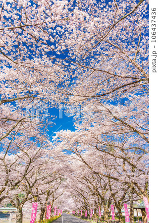 （静岡県）川根町・家山　川根さくら通りの桜トンネル 106437436