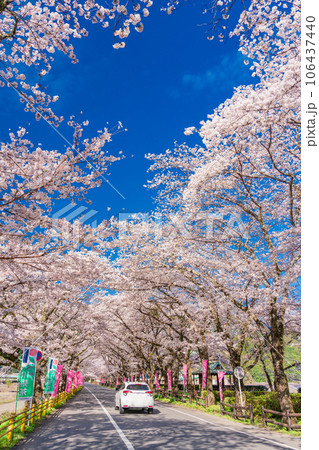 （静岡県）川根町・家山　川根さくら通りの桜トンネル 106437440