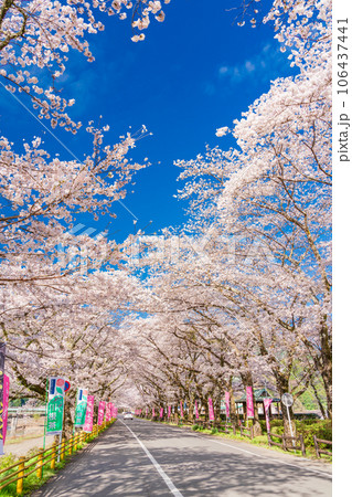 (静岡県)川根町・家山 川根さくら通りの桜トンネル (静岡県)川根町・家山 川根さくら通りの桜トンネル 106437441