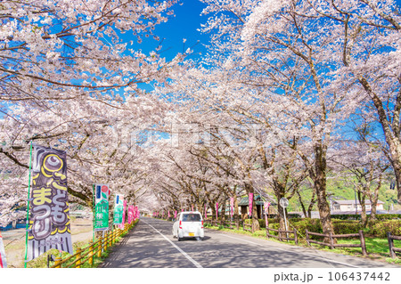 （静岡県）川根町・家山　川根さくら通りの桜トンネル 106437442