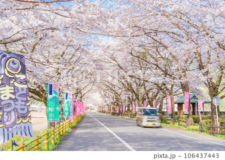 （静岡県）川根町・家山　川根さくら通りの桜トンネル 106437443