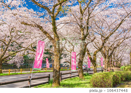 （静岡県）川根町・家山　川根さくら通りの桜トンネル 106437448