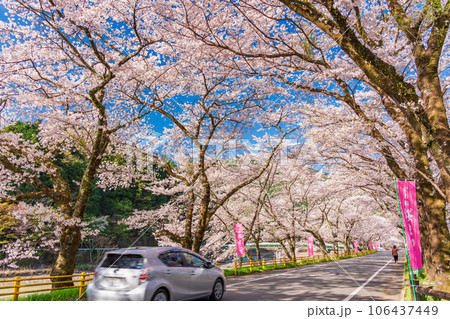 （静岡県）川根町・家山　川根さくら通りの桜トンネル 106437449