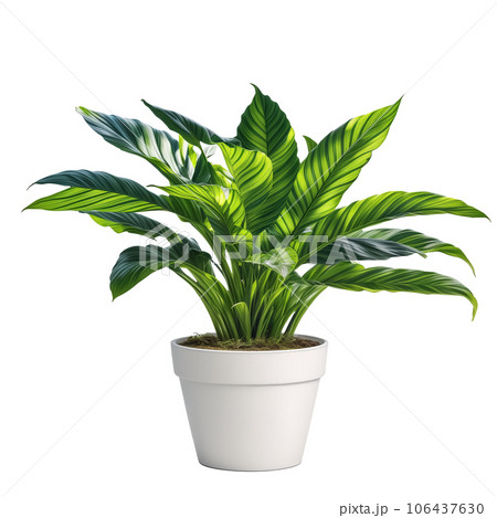 白い鉢に植えられた観葉植物1つ 背景透過 AI画像 106437630