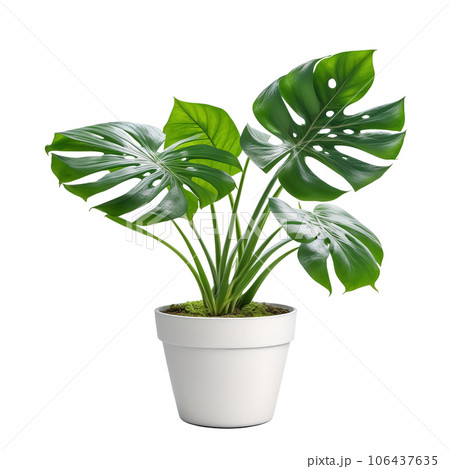 白い鉢に植えられた観葉植物1つ 背景透過 AI画像のイラスト素材 [106437635] - PIXTA