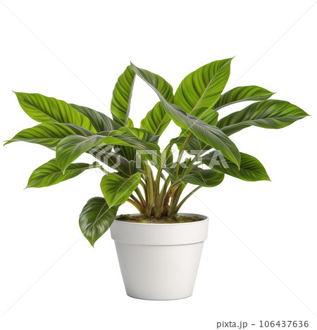 白い鉢に植えられた観葉植物1つ 背景透過 AI画像 白い鉢に植えられた観葉植物1つ 背景透過 AI画像 106437636