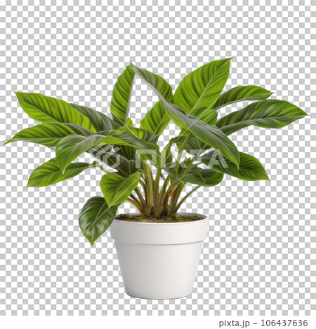 白い鉢に植えられた観葉植物1つ 背景透過 AI画像 白い鉢に植えられた観葉植物1つ 背景透過 AI画像 106437636