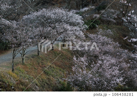 桜山公園の冬桜 桜山公園の冬桜 106438281