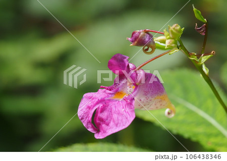 ツリフネソウ科の花 ツリフネソウ科の花 106438346