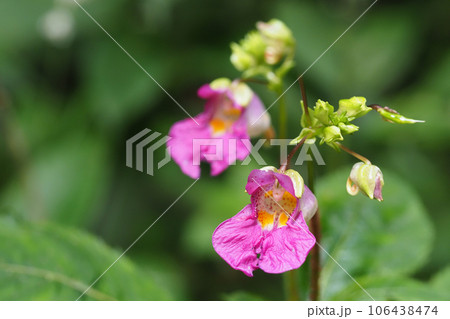 ツリフネソウの花 106438474