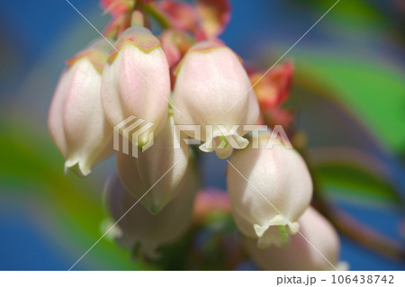 ブルーベリーの花々 ブルーベリーの花々 106438742