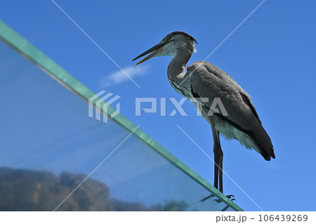 動物園のガラスの上に立つアオサギ 106439269