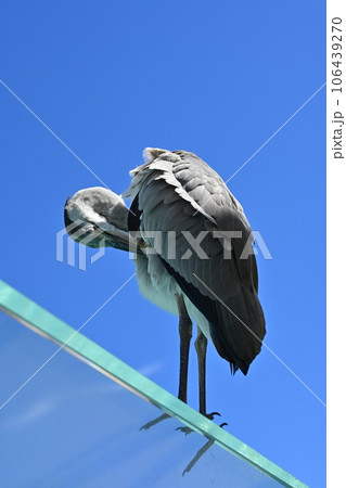 うたた寝しているアオサギ 106439270