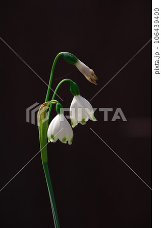 スノーフレークの花 106439400