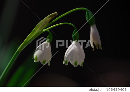 スノーフレークの花 106439401