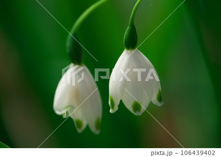 スノーフレークの花 106439402