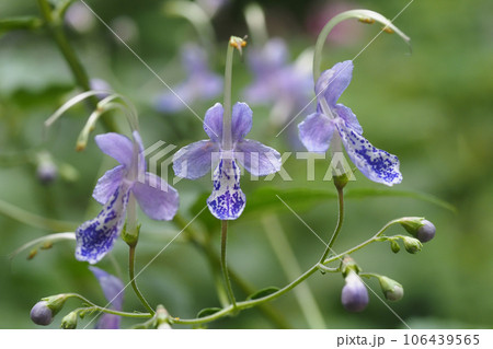 カリガネソウの花 106439565