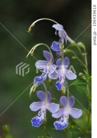 カリガネソウの花 106439618