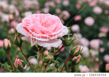 ピンクの薔薇の花 ピンクの薔薇の花 106439704