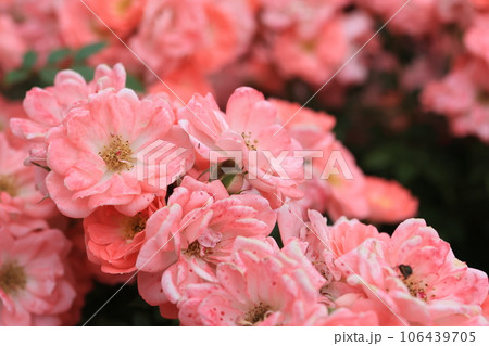 ピンクの薔薇の花 106439705