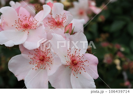 沢山のピンクのバラの花 106439714
