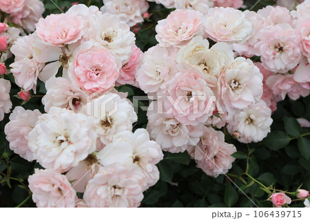 沢山のピンクのバラの花 106439715