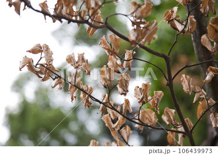 夏も終わりの福井県総合グリーンセンター 106439973