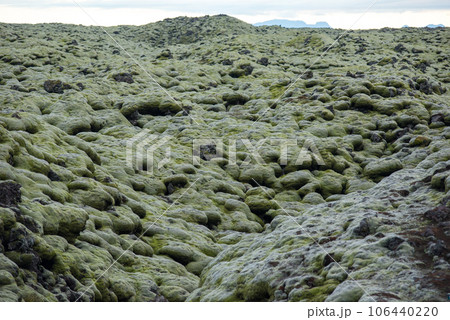 Moss covered lava field, Eldhraun, Iceland 106440220
