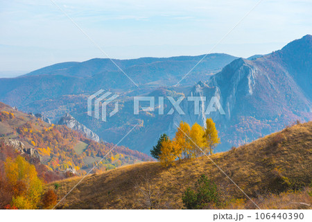 Birch trees in the autumn 106440390