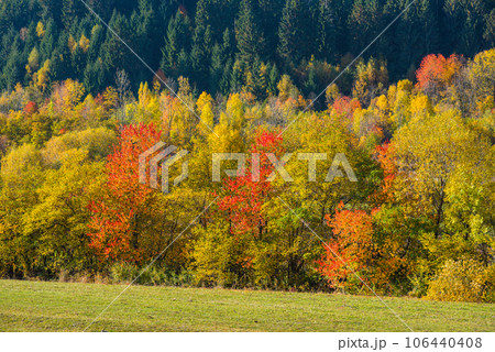 Autumn trees in the forest 106440408