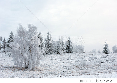 Winter trees covered with hoarfrost Winter trees covered with hoarfrost 106440421
