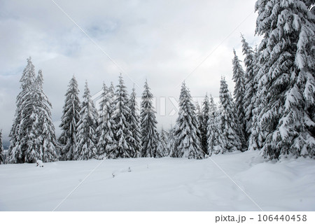 Winter trees covered with fresh snow 106440458