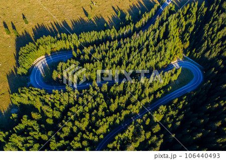 Aerial view of green pine forest and a road 106440493