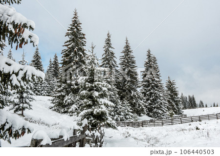 Fairy winter landscape with fir trees Fairy winter landscape with fir trees 106440503