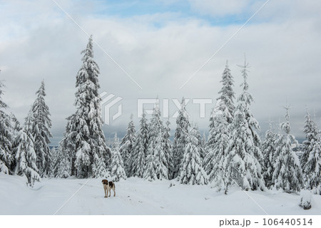 Trees covered with hoarfrost and snow 106440514