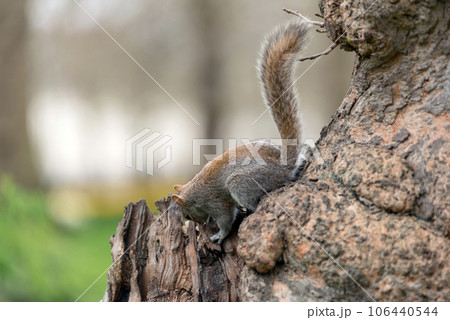 Playful grey squirrel 106440544