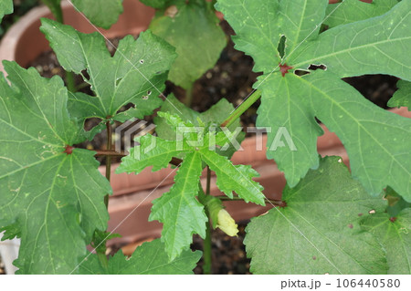 鉢栽培に定植したオクラの苗 106440580
