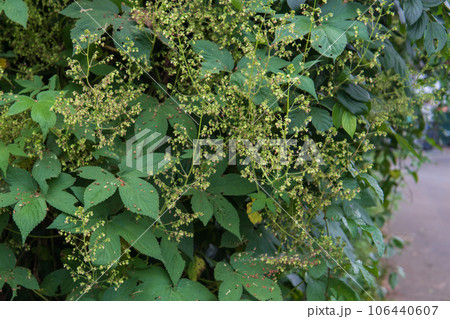 アレルゲン/道端に花穂がのびたカナムグラの雄花・9月 アレルゲン/道端に花穂がのびたカナムグラの雄花・9月 106440607