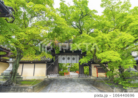 今宮神社 鮮やかな青もみじに包まれた東門(京都市北区紫野今宮町) 今宮神社 鮮やかな青もみじに包まれた東門(京都市北区紫野今宮町) 106440696