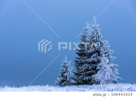 Christmas fir tree covered with hoarfrost and snow Christmas fir tree covered with hoarfrost and snow 106441014