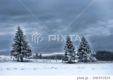 Trees covered with hoarfrost and snow in mountains Trees covered with hoarfrost and snow in mountains 106441028