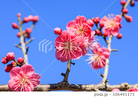 梅の花 紅梅 梅の花 紅梅 106441173