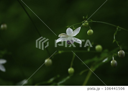 奥多摩の御岳山に咲くレンゲショーマ 奥多摩の御岳山に咲くレンゲショーマ 106441506