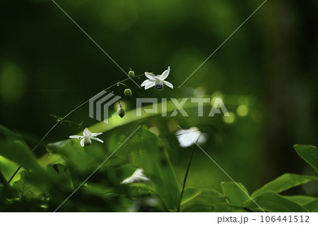 奥多摩の御岳山に咲くレンゲショーマ 奥多摩の御岳山に咲くレンゲショーマ 106441512
