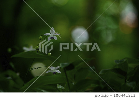 奥多摩の御岳山に咲くレンゲショーマ 106441513