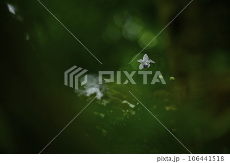 奥多摩の御岳山に咲くレンゲショーマ 106441518