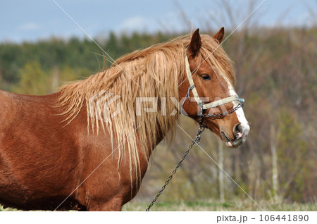 Horse in the outdoors Horse in the outdoors 106441890