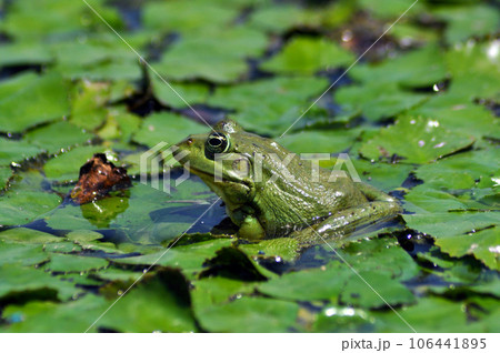 Green bullfrog Green bullfrog 106441895