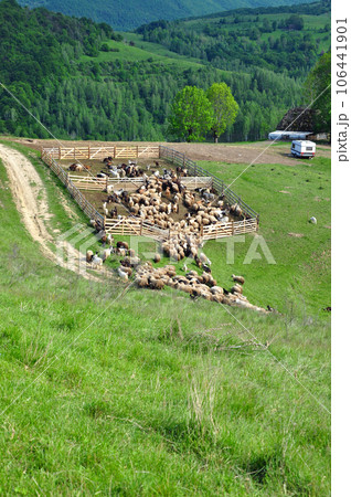 Sheepfold Sheepfold 106441901