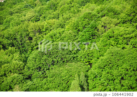 Forest background 106441902